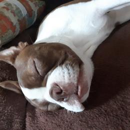 Boston Terrier Puppies from NanzBostz