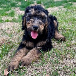 Isolde - Phantom Goldendoodle puppy in Jonesboro, Arkansas from N. E. Arkansas Goldens and Doodles