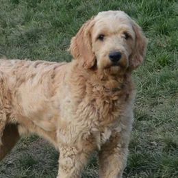 Goldendoodles from Golden Heart Doodles