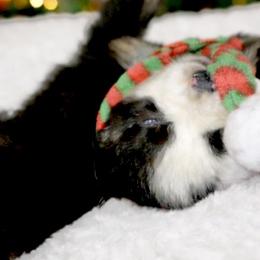 Frosty - Black tri male Miniature Australian Shepherd puppy in Alexandria, Virginia from Fairfax Aussies