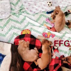 Brussels Griffon Puppies from Fretwell's Fabulous Griffons
