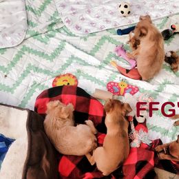 Brussels Griffon Puppies from Fretwell's Fabulous Griffons
