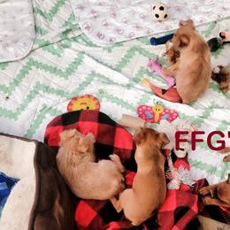 Brussels Griffon Puppies from Fretwell's Fabulous Griffons