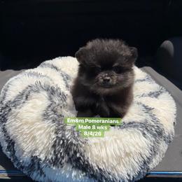 REDUCED Black and tan boy 2675 no breeding rights - Black and tan male Pomeranian puppy in Kentucky from Em&M Pomeranians