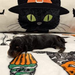Eve - Black and tan female Dachshund puppy in Powell, Tennessee from Tall & Tiny TN k9s