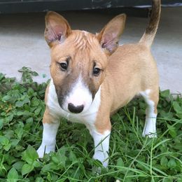 Miniature Bull Terriers from Desert Desperados