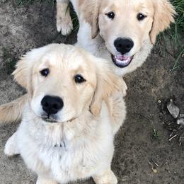 Golden Retriever Puppies from OPK Goldens