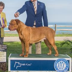 Navi - Dogue de Bordeaux