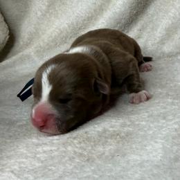 Cousin Itt - Liver and white male American Corgi puppy in Grants Pass, Oregon from KnR Antler Dogs ~ Labrador Retrievers & Corgis