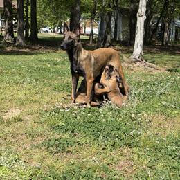 Belgian Malinois Puppies from Artaks Home Malinois