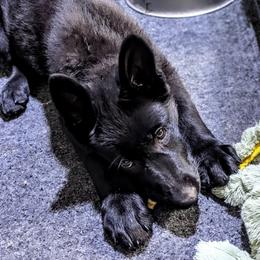 Juno - Black female German Shepherd puppy in Motley, Minnesota from Von Thomson Haus
