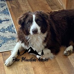 Gunner - Australian Shepherd