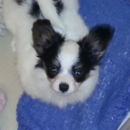 Papillon Puppies from Clearlake Papillons
