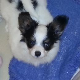 Papillon Puppies from Clearlake Papillons
