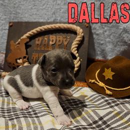 Dallas - White and blue female Rat Terrier puppy in Lynn, Alabama from Cryptic Rat Terriers