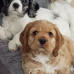 Cocker Spaniel All Grown Up from Laureen's Cocker Spaniels