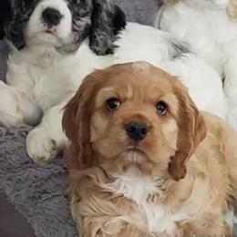Cocker Spaniel All Grown Up from Laureen's Cocker Spaniels