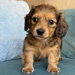 Rocky AKC 3000 - Red male Dachshund puppy in Krum, Texas from Tired Chef Dachshunds