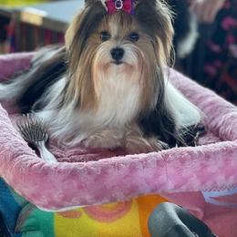Biewer Terrier All Grown Up from My Beautiful Tribe