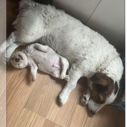 Border Collie and Jack Russell Terrier Puppies from CP FARMS BORDER COLLIES N JACKS CORP