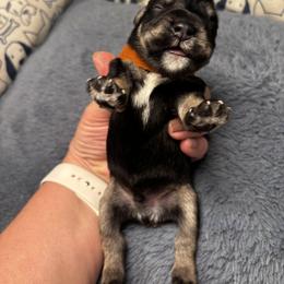 Brown Collar - Black and silver male Miniature Schnauzer puppy in Sugar Land, Texas from Silver Paw Ranch