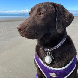 Labrador Retriever All Grown Up from Redfearn Retrievers