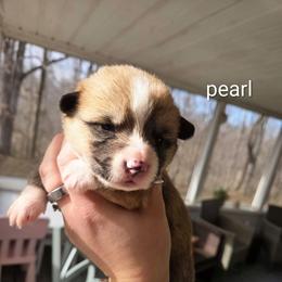 Pearl - Red and white female American Corgi puppy in Centerville, Tennessee from Katerina's American Corgis