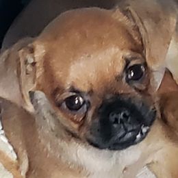 Randy - Red male Brussels Griffon puppy in Nc, Florida from Brusseluv2
