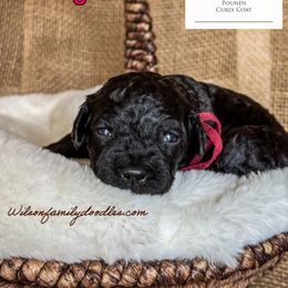 Girl 1 - Black Goldendoodle puppy in Oklahoma from Wilson Family Doodles LLC
