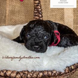 Girl 1 - Black Goldendoodle puppy in Oklahoma from Wilson Family Doodles LLC