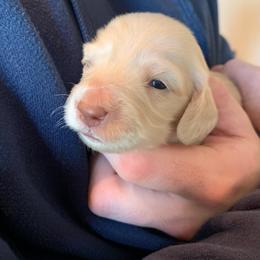 Girl 2 - Cream female Dachshund puppy in Vinton, Iowa from Lerch Family Dachshunds