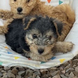Lakeland Terrier Puppies from Paisley Lakelands