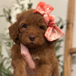 Share Bear - Purple Collar - Red  female Goldendoodle puppy in Blanchard, Oklahoma from Dream Doodles by Dondi