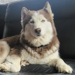 Siberian Huskies from Pope Family Farm