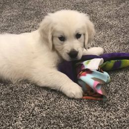 Golden Retriever Puppies from Lava Rock Adventures