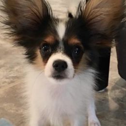 Papillon Puppies from Limited Run Papillons