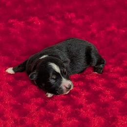 Cowboy - Black tri male Miniature Australian Shepherd puppy in Lufkin, Texas from Texas Lil Cowdogs