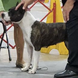 American Staffordshire Terriers from Carolyn's Pups