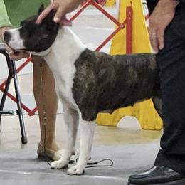 American Staffordshire Terriers from Carolyn's Pups