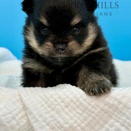 Titus - Black and tan male Pomeranian puppy in Redlands, California from Torrey Hills Poms