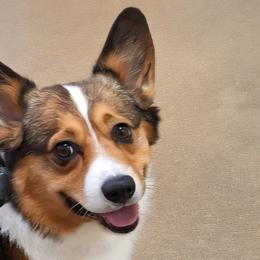 Patrick - Pembroke Welsh Corgi