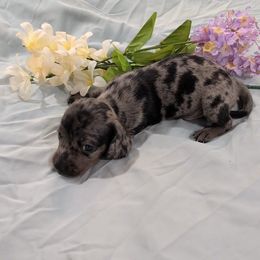 Archie - Dapple male Dachshund puppy in Jerusalem, Ohio from Twin Hickory Ranch