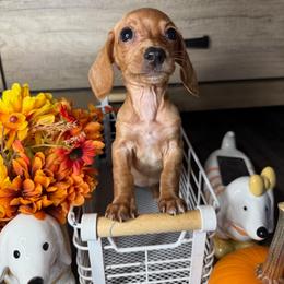 Rose - Red female Dachshund puppy in Los Angeles, California from Mini Doxies R Us