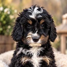 Purple - Tri-color male Bernedoodle puppy in Petersburg, Michigan from Brittany’s Mini Bernedoodles