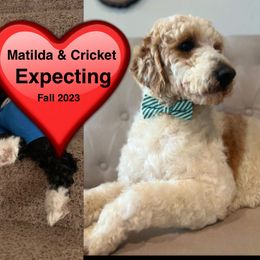 Bernedoodles from Fields Bernedoodles