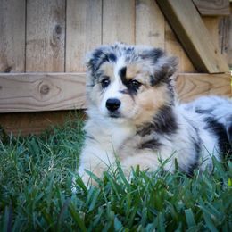 Australian Shepherd Puppies from Forte Australian Shepherds & Co.