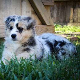 Australian Shepherd Puppies from Forte Australian Shepherds & Co.