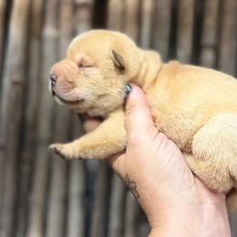 Winnie - Cream female Chinese Shar-Pei puppy in Lehigh Acres, Florida from Florida Wrinkles