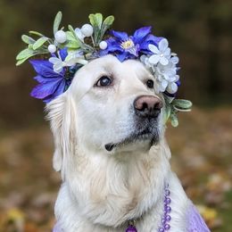 Golden Retrievers from Minor Moments