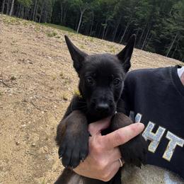 Yellow - Black sable female Belgian Malinois puppy in Billerica, Massachusetts from Battle Road K9
